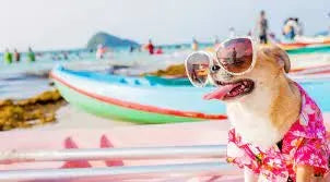 Why Do Dogs Sunbathe