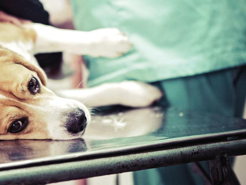 How to Shrink A Dog Lipoma Naturally