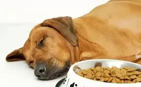 Reasons Why Dog Won’t Eat Food