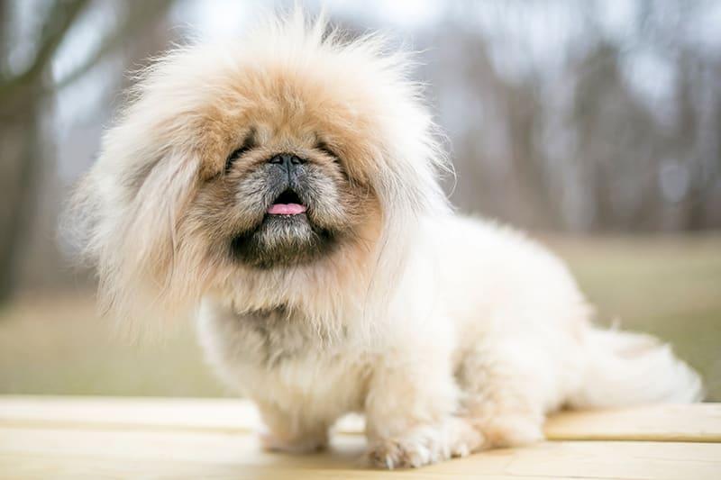 Normal Respiration Rate for Dogs