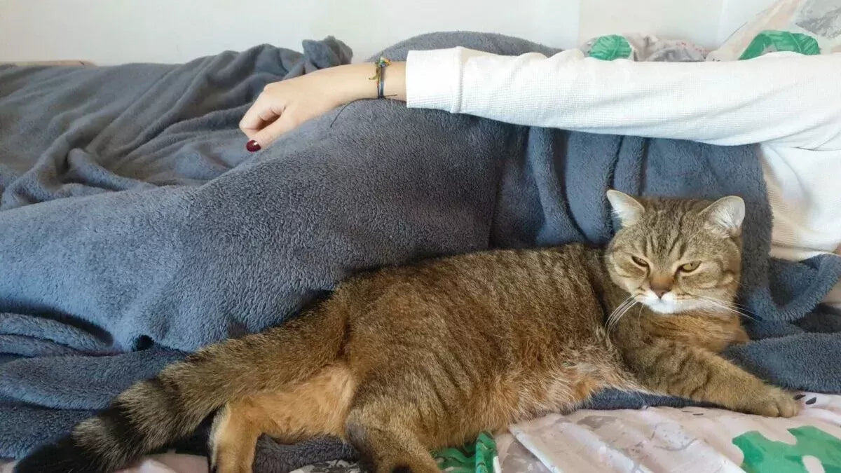 Why Does My Cat Sleep On Me