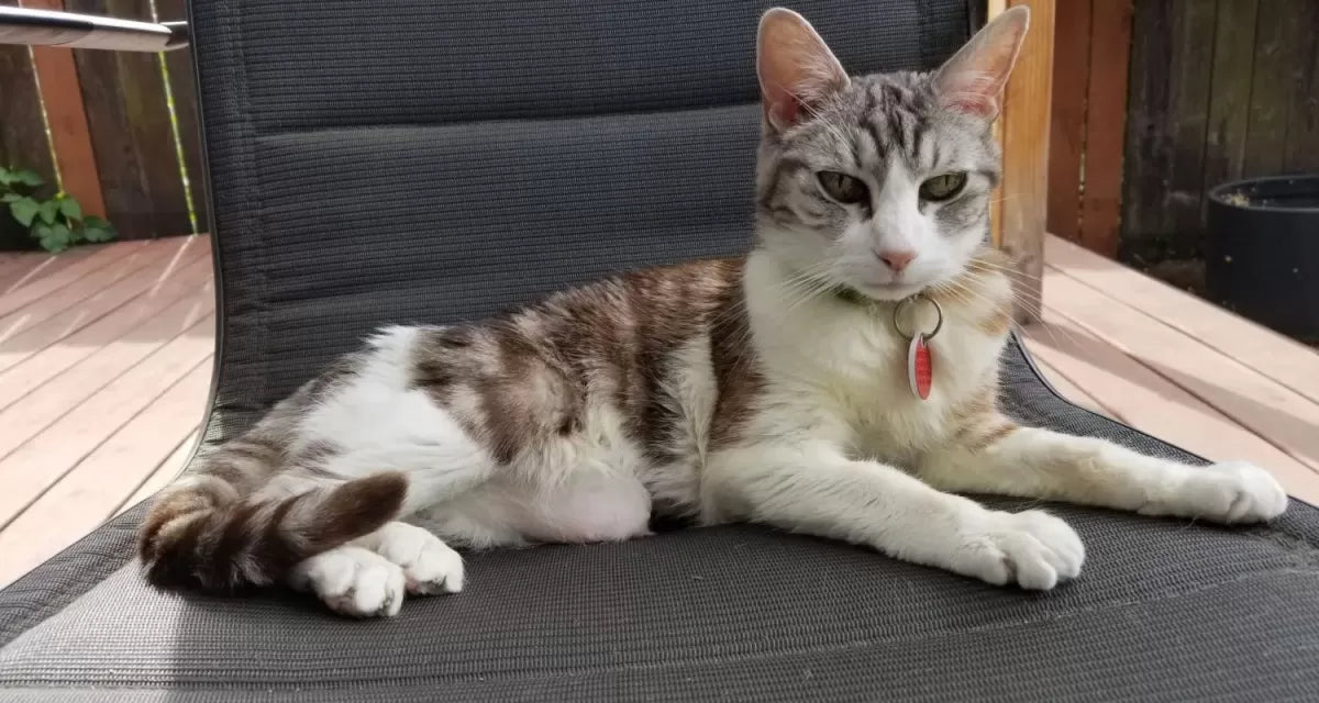 The Comprehensive Guide to Cat Joint Supplements