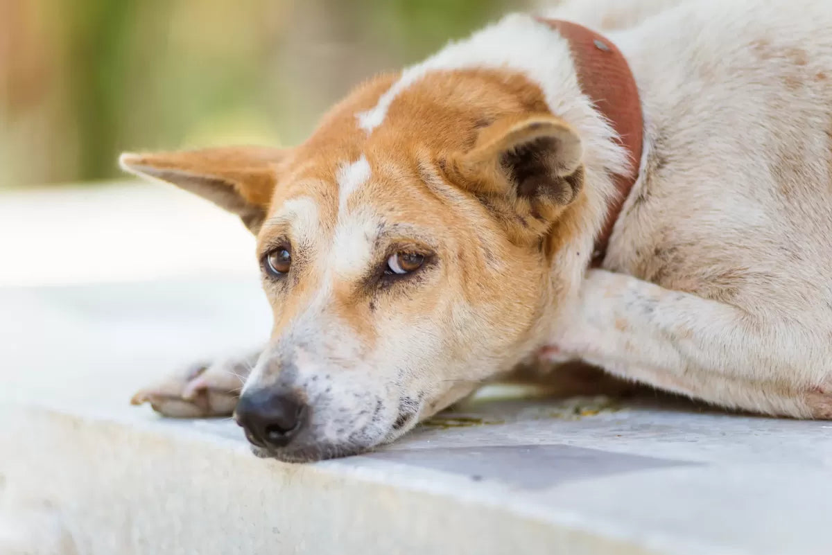 Can Dogs Get Stomach Bugs