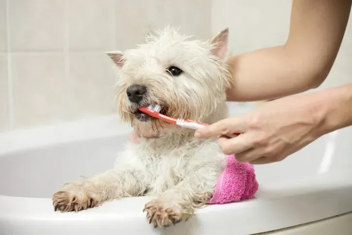 DIY Dog Toothpaste
