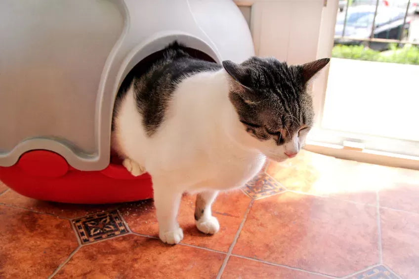Why Does My Cat's Poop Smell So Bad