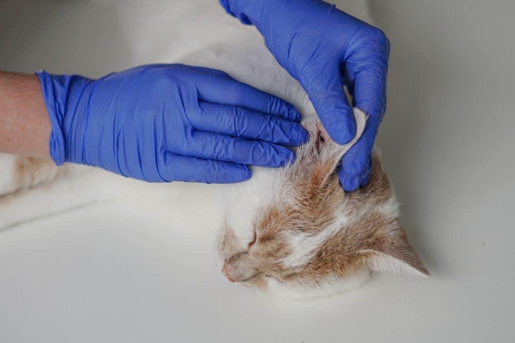Ear Polyps in Cats