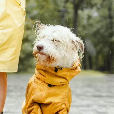 Why Dogs Get More Hot Spots in Rainy Weather – And How to Protect Your Pup