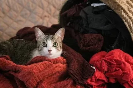 Why Does My Cat Pee On My Clothes