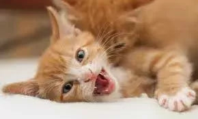 Understanding and Addressing Cat Swollen Lip