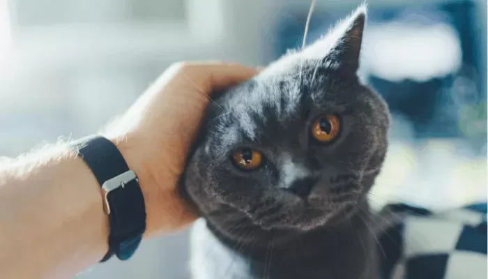How Long is a Cat's Memory