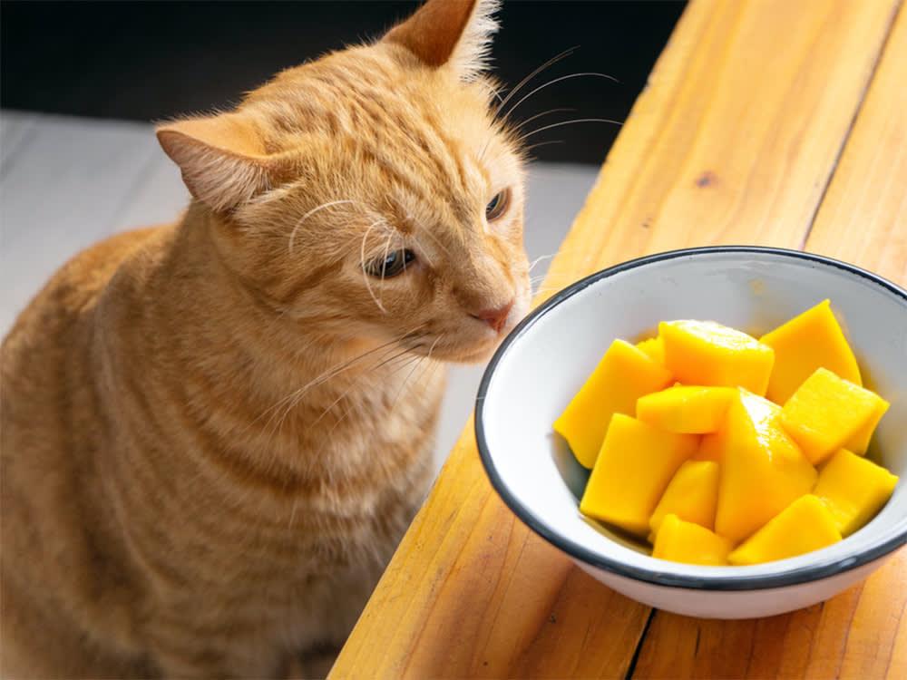 Can Cats Try Mango​