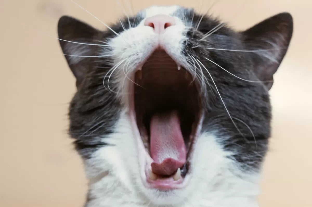 Causes and Solutions for Your Cat's Breath Odor