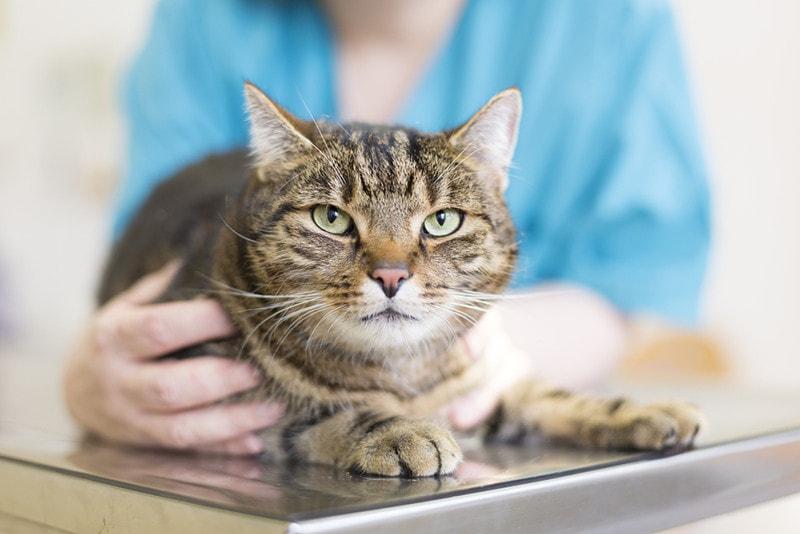 Pleomorphic Osteosarcoma in Cats​