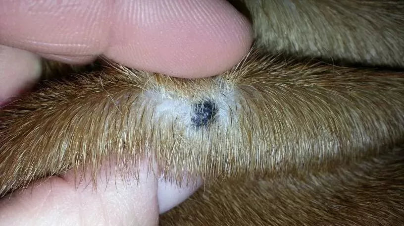 How To Remove Ticks From Dogs