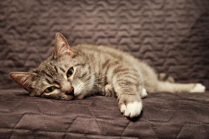 Deciphering Sick Cat Body Language