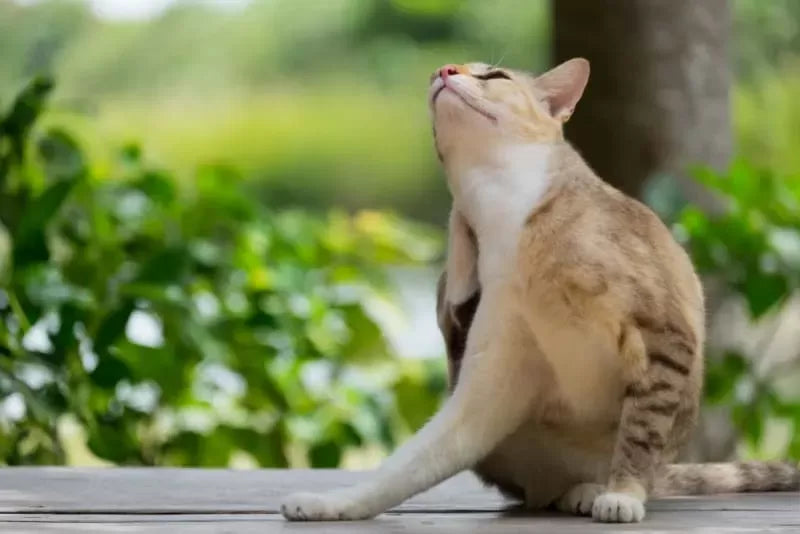 Understanding and Managing Cat Skin Allergies: A Comprehensive Guide