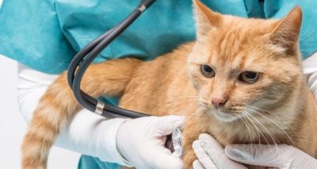 Clavamox for Cats