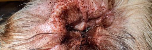 Canine Middle Ear Infections: A Comprehensive Guide