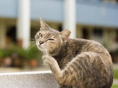 Could Hot Spots on Cats be Systemic Illness
