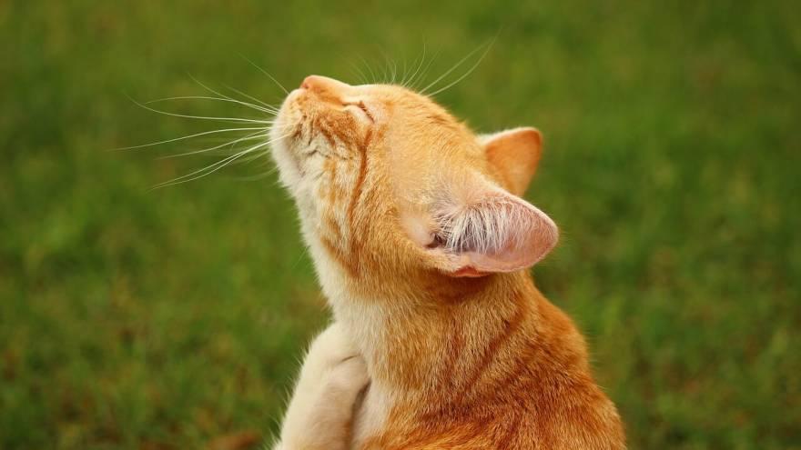 How Do Cats Get Hot Spots