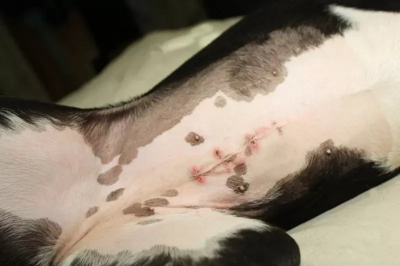 My Dog Jumped After Being Spayed: What Should I Do?