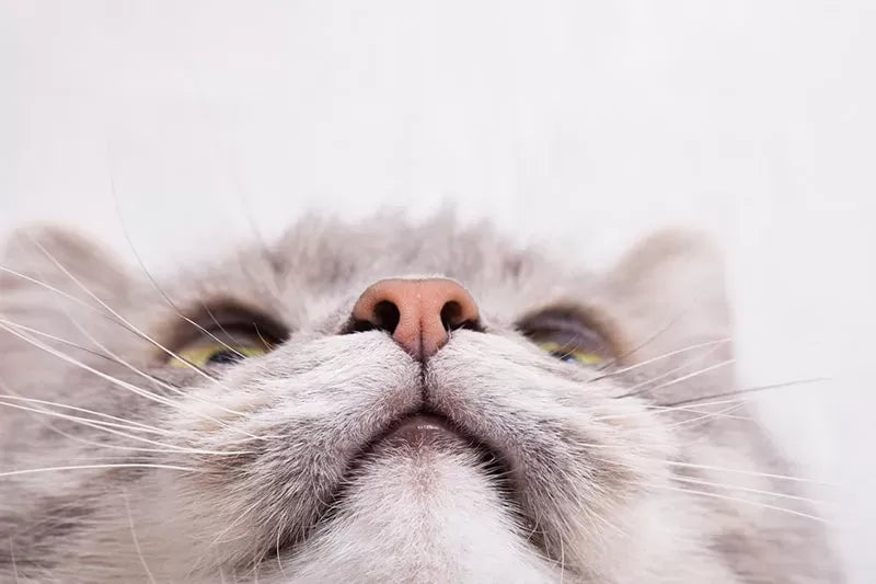 Are Cats' Noses Supposed To Be Wet