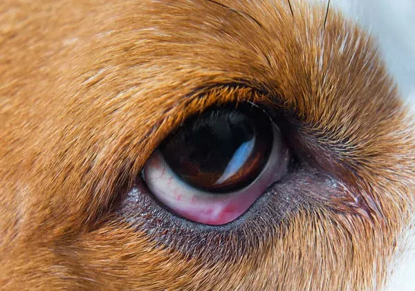 Conjunctivitis in Dogs: Causes, Symptoms& Treatment