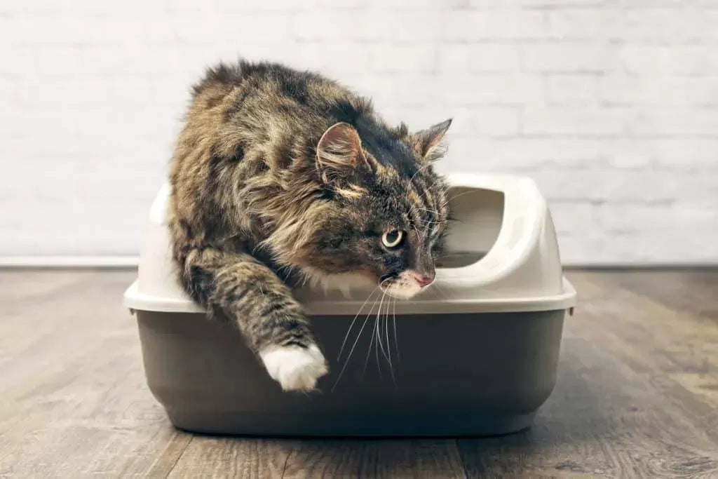 Cat Has Blood In Stool