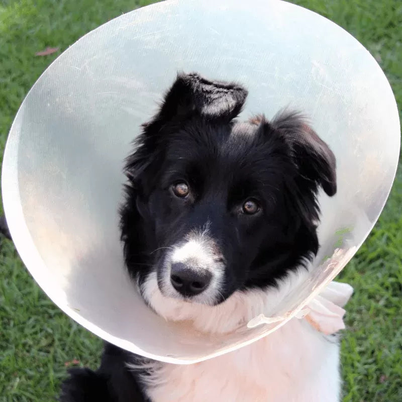 When to Take Cone off Dog after Neuter