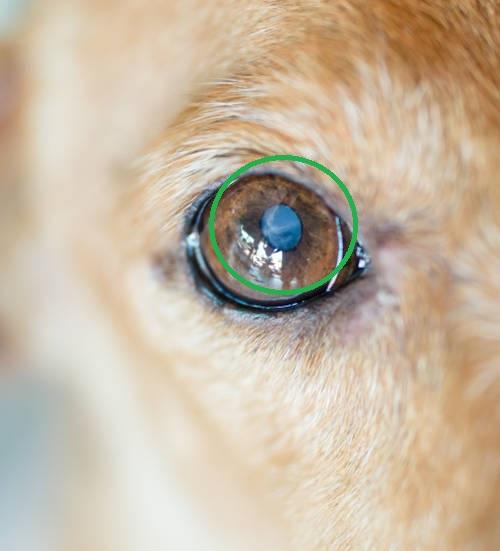 Dog White Spot in Eye: Causes, Treatment, and Prevention