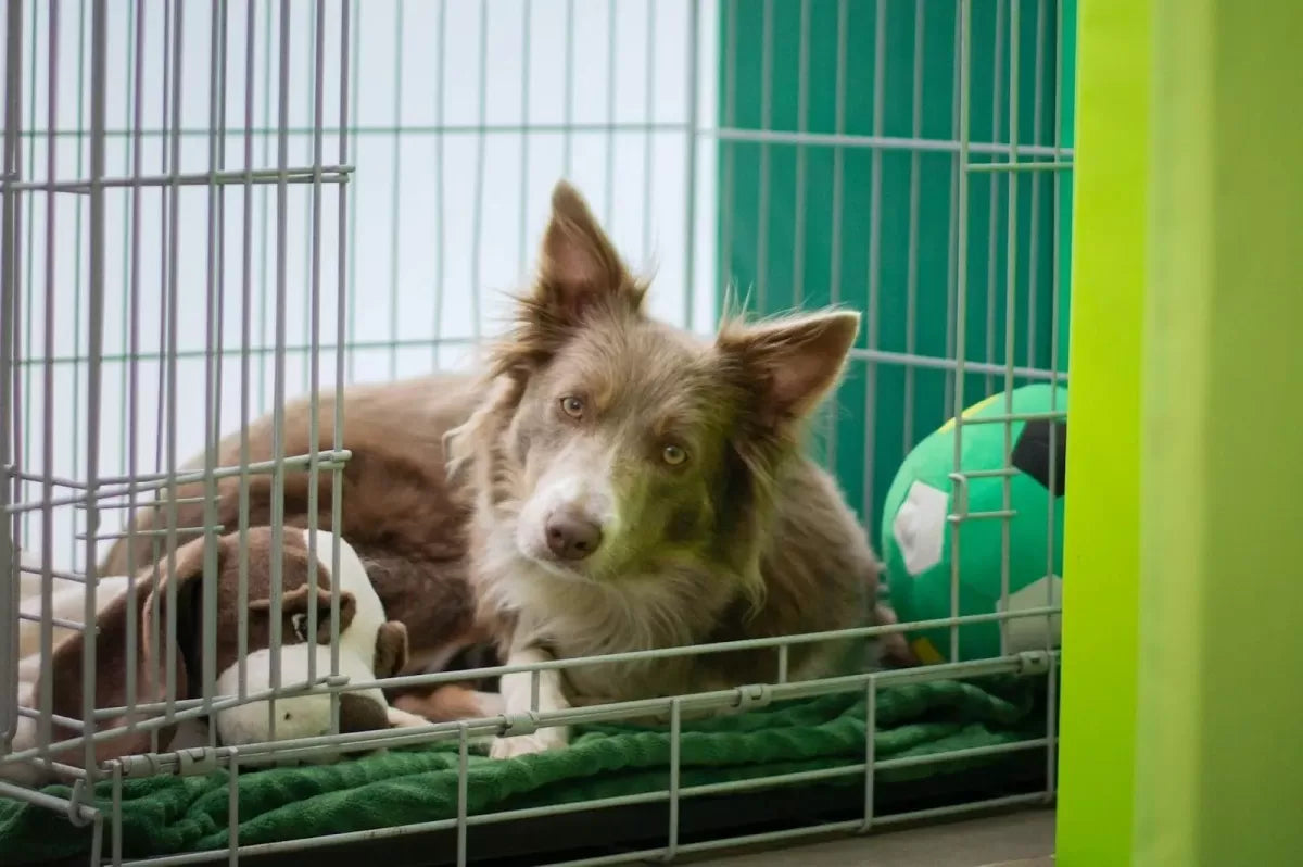 How to Crate Train A Dog