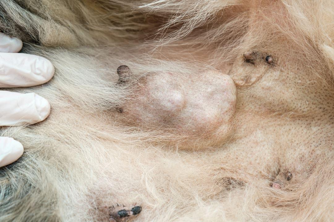 Malignant Neoplasm in Dogs