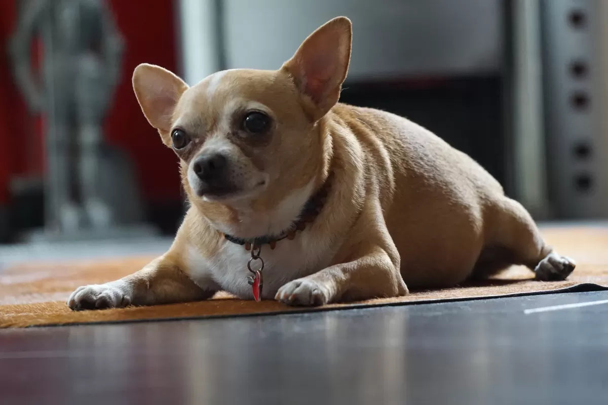 Cushing's Disease in Dogs