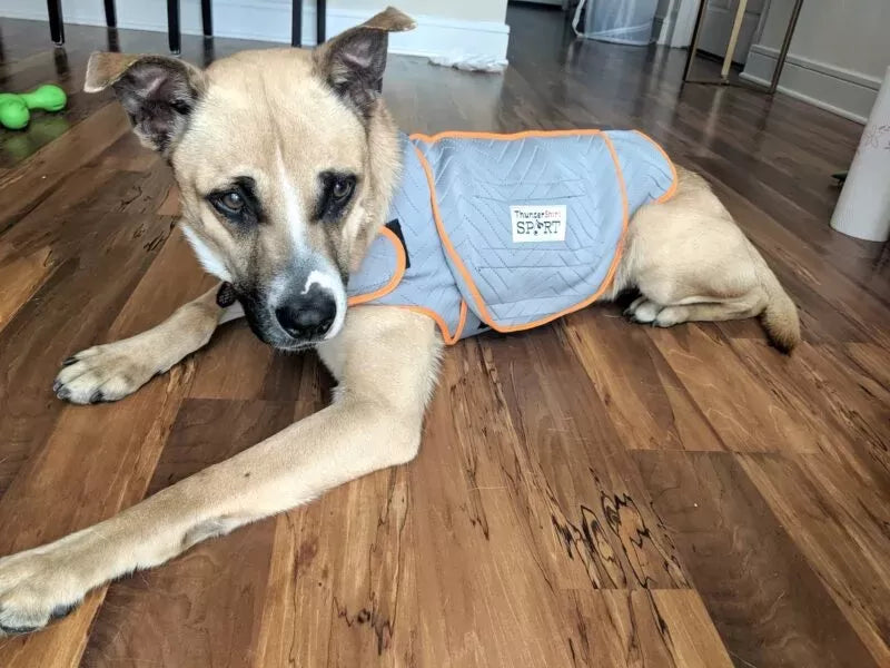 Can Dogs Have Autism