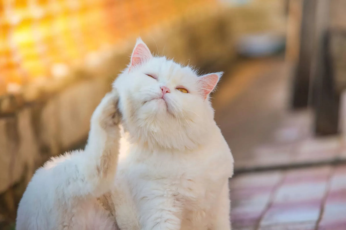 Apple Cider Vinegar for Cats' Itchy Skin: A Comprehensive Guide