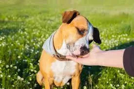 Colloidal Silver for Dogs