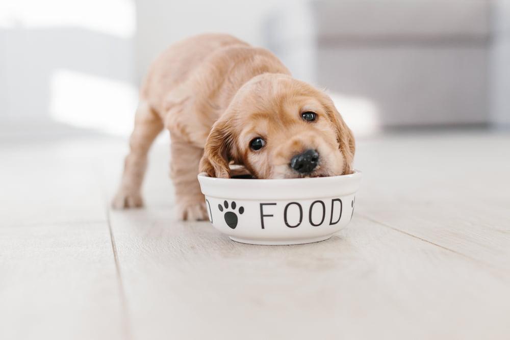 When to Transition from Puppy Food to Dog Food