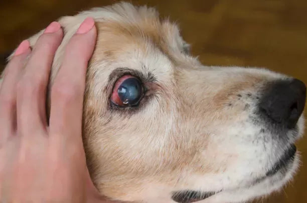 Nuclear Sclerosis in Dogs: Symptoms, Causes, and Treatment