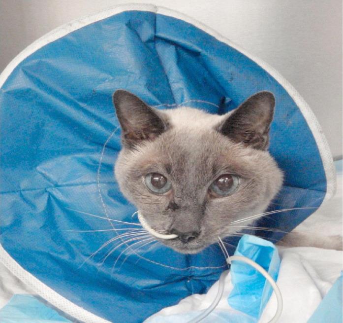 Elevated Amylase in Cats