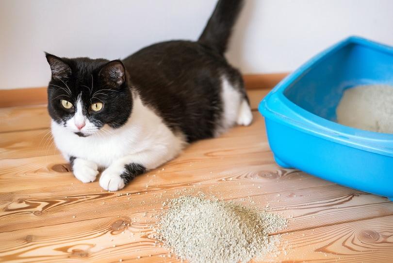 Cat Keeps Pooping on Floor