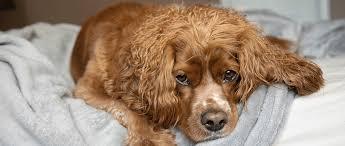 Intervertebral Disc Disease in Dogs