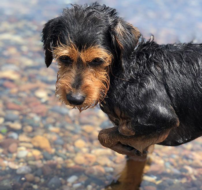 Why Do Little Dogs Shake​