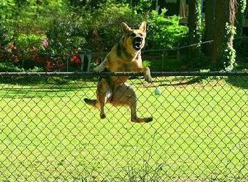 How to Keep Dog from Jumping Fence