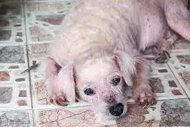 Botflies in Dogs