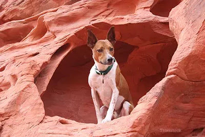 Valley Fever in Dogs