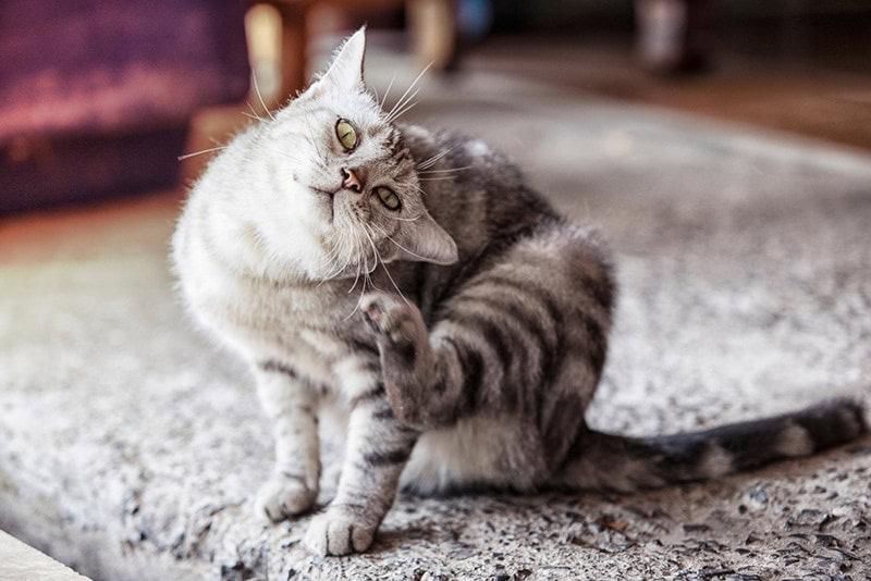 Can Cats Carry Lice​