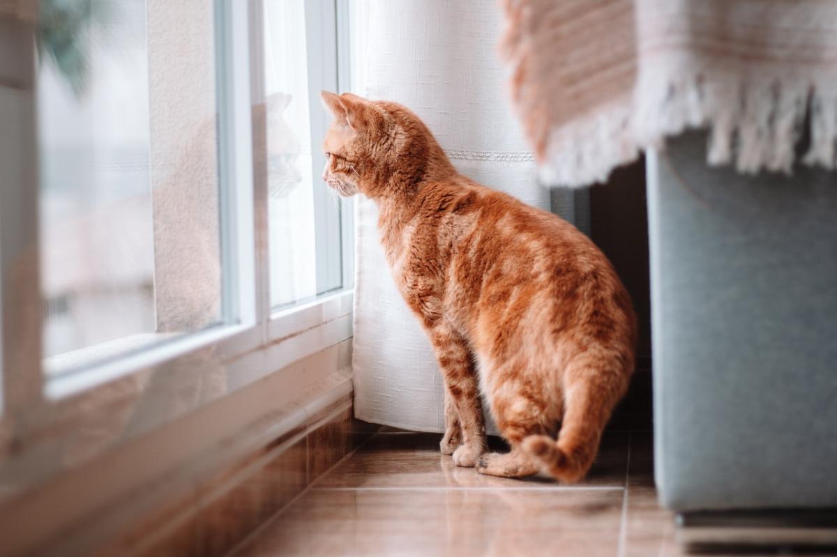 Do Cats Miss Their Owners