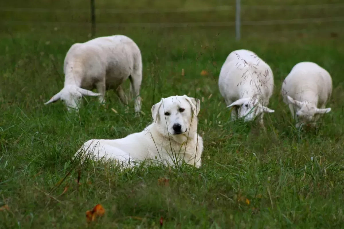 Can Dogs Get Barber Pole Worms