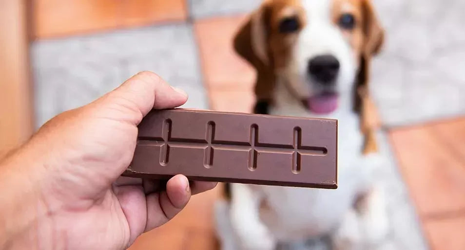 My Dog Ate Chocolate But Is Acting Fine