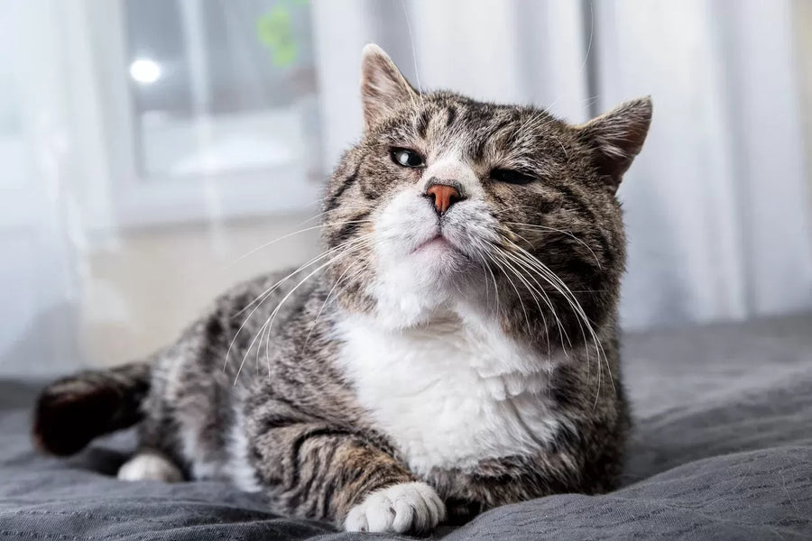 Do Allergies Cause Hot Spots in Cats? Signs to Watch For
